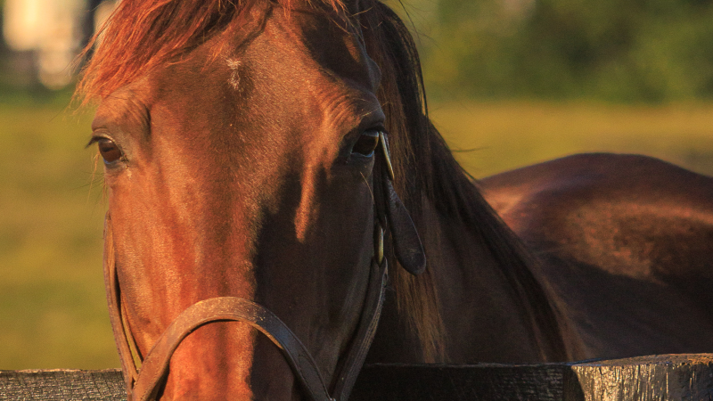 UK Horse photo